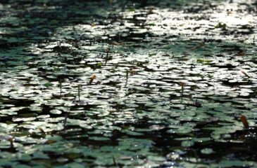 France, Savoie (73), lone de Belley, Ile Fournier, lone des Luisettes