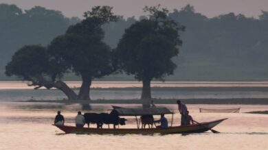 295249240-traversee-d'un-fleuve-bangladesh-inondation-vache