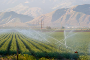 Water, a precious commodity, irrigates a field in southern San Joaquin Valley.