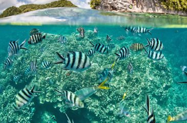 ecologie-preserver-biodiversite