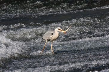 heron-rhin-vivant-scaled